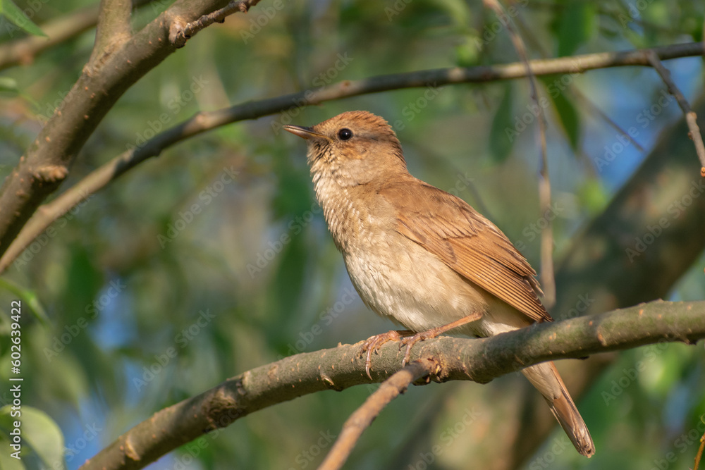 robin on a branch robin on a branch