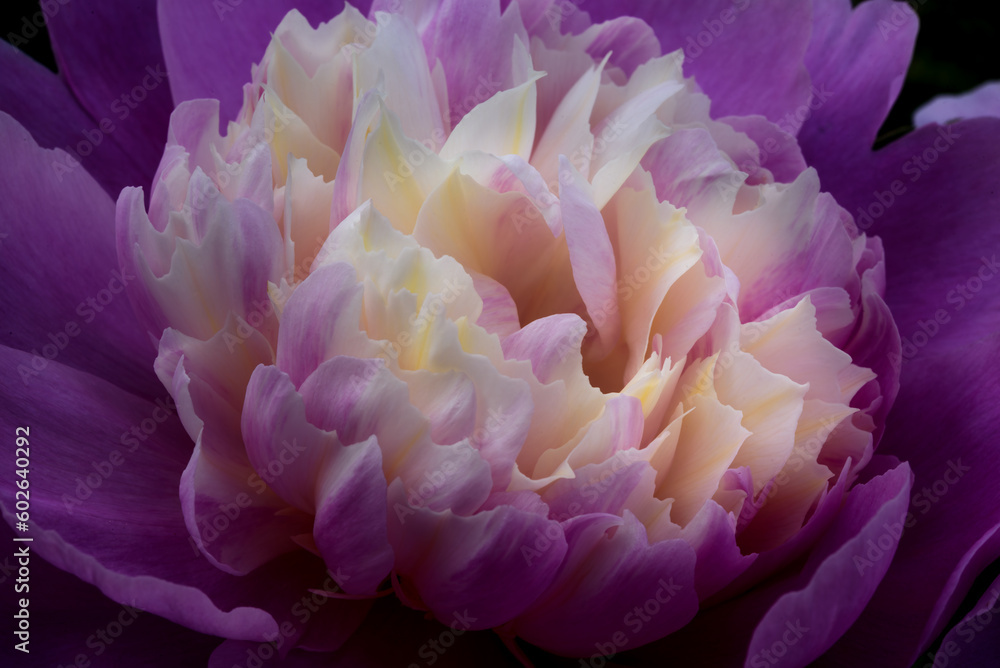 花 花