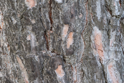 Bark of a gray tree and some red parts. Textures.