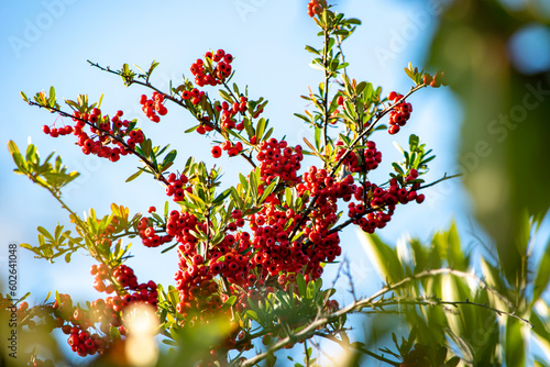 秋の空によく映えるナナカマド、燃えにくいため火除けの木といわれます	