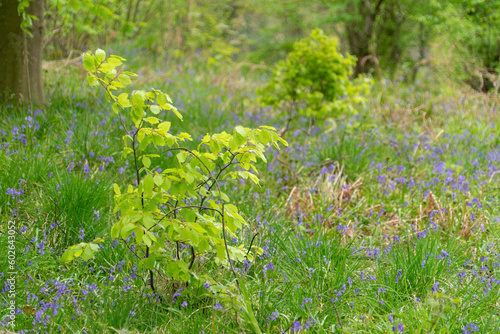 Young trees in a woodland at springtime, Northumberland, UK
