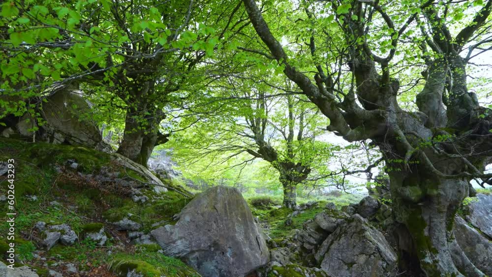 Beech forest in spring in the Collados del Ason Natural Park. Soba Valley, Cantabria, Spain, Europe Beech forest in spring in the Collados del Ason Natural Park. Soba Valley, Cantabria, Spain, Europe