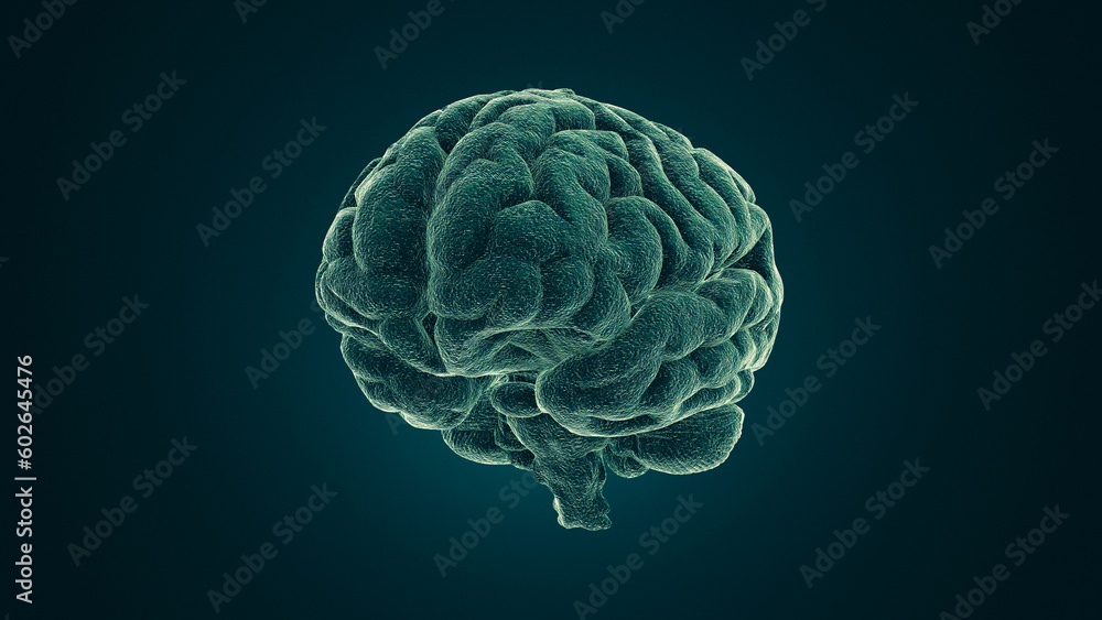 Medical image of the human brain Medical image of the human brain