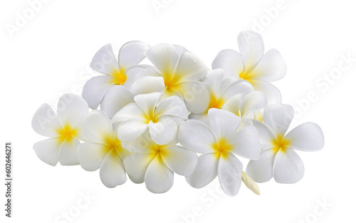 frangipani flower on transparent png