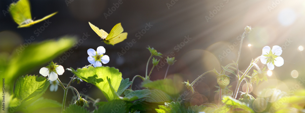 Εκτύπωση καμβά art Beautiful blooming summer strauberry flowers in garden on sunny background