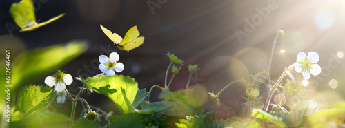 Canvastavla art Beautiful blooming summer strauberry flowers in garden on sunny background