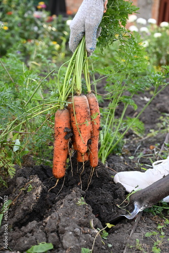 Basket with fresh carrots. Harvesting.