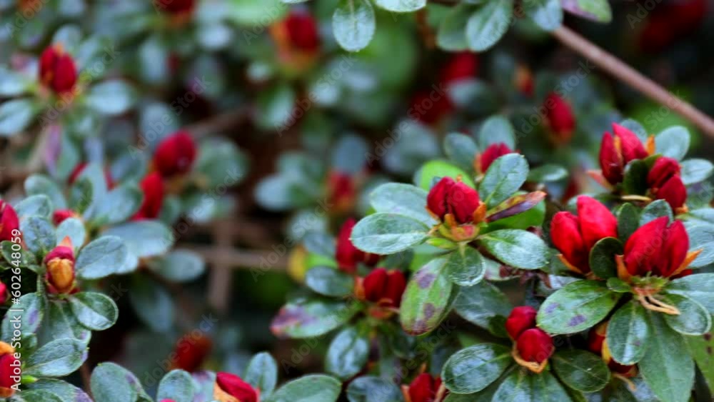 Rhododendron bush with Flower buds growing in the garden. Blooming Rhododendron Rhododendron bush with Flower buds growing in the garden. Blooming Rhododendron