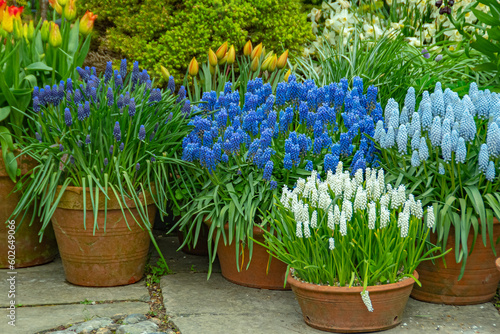 verschieden farbige Perlhyazinthen, Traubenhyazinthen oder Bergmännchen bekannt, in verschiedenen Kübeln gepflanzt, englische Gartenkultur, different colored pearl hyacinths, grape hyacinths or mounta