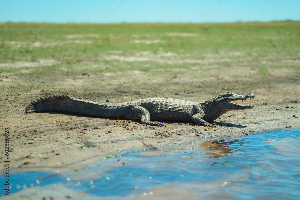 alligator in the Argentina national park alligator in the Argentina national park