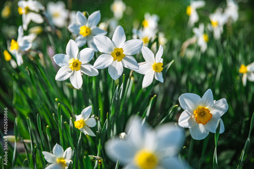 Lots of beautiful white daffodils in the garden. gardening, flower breeding, spring, flowering Lots of beautiful white daffodils in the garden. gardening, flower breeding, spring, flowering