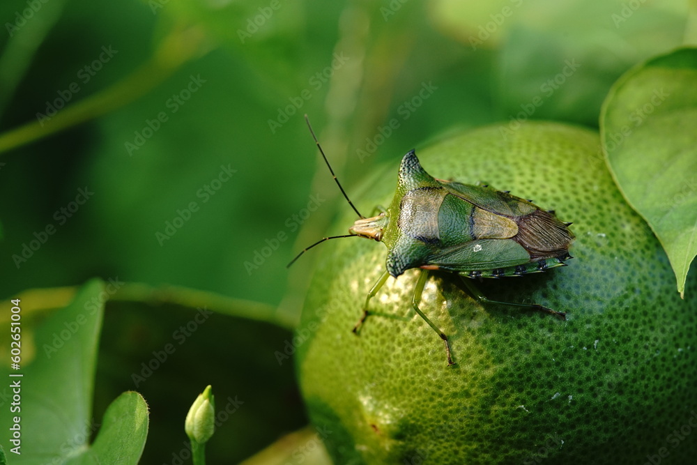 Green shield bug or Palomena prasina found in vegetable gardens. Green shield bug or Palomena prasina found in vegetable gardens.