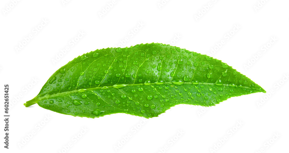 Fototapeta premium tea leaves with drops on transparent png