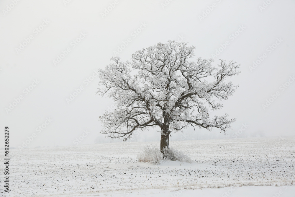 Frost Frost