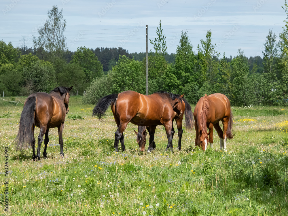 Group of brown horses with black tail walking in a green pasture with green tree and vegetation scenery in background with blue sky above