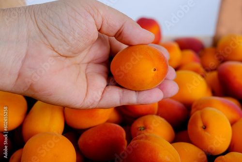 fresh juice fruit, ripe apricots, Prunus armeniaca in female hand, concept of healthy eating, vegan diet, raw, healthy food, benefits of carotenoids, antioxidants dried apricot production photo