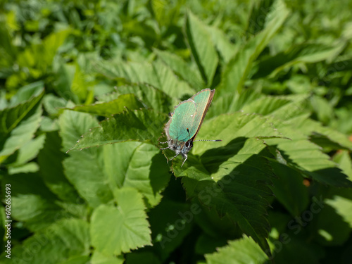 Green hairstreak (Callophrys rubi) sitting on a green leaf with closed wings with visible iridescent green colour of the undersides in garden