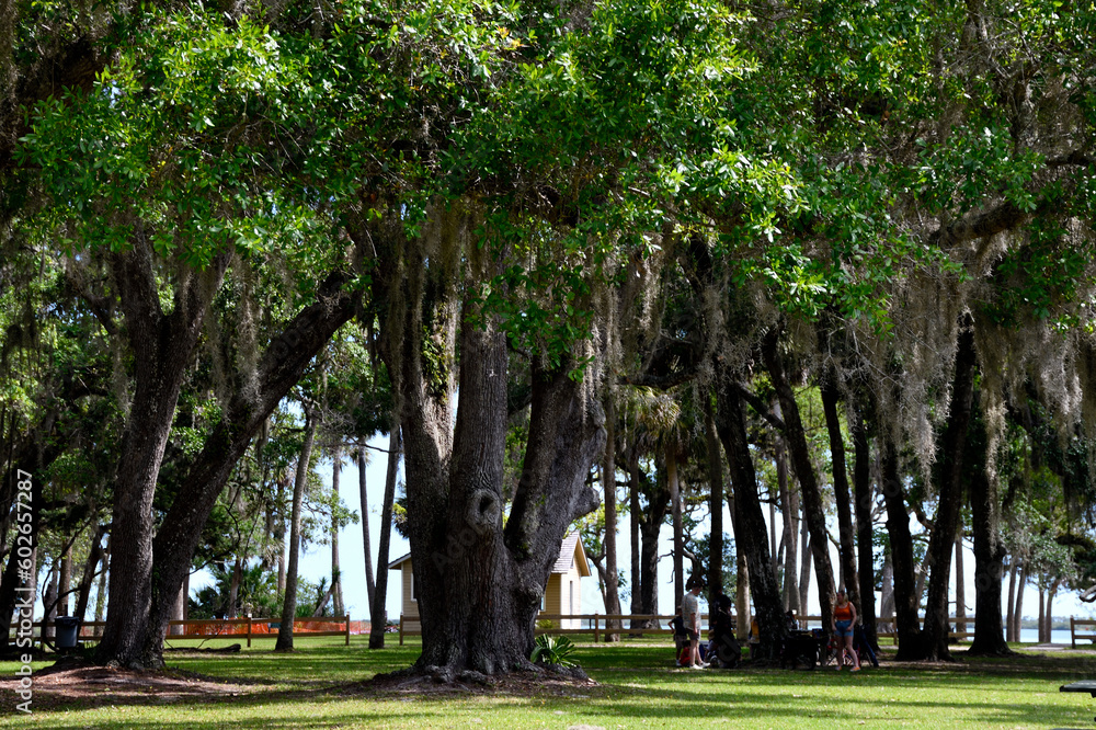 Forest trees at state park Florida, USA showing live oak trees with Spanish  Moss.