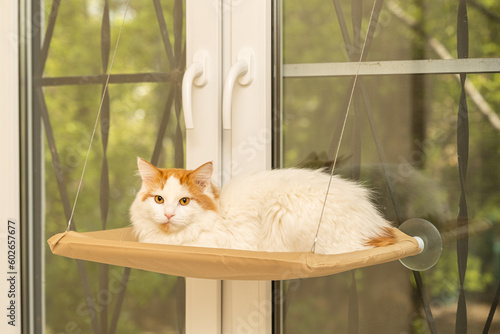 Photography domestic cat lies in a hanging bed