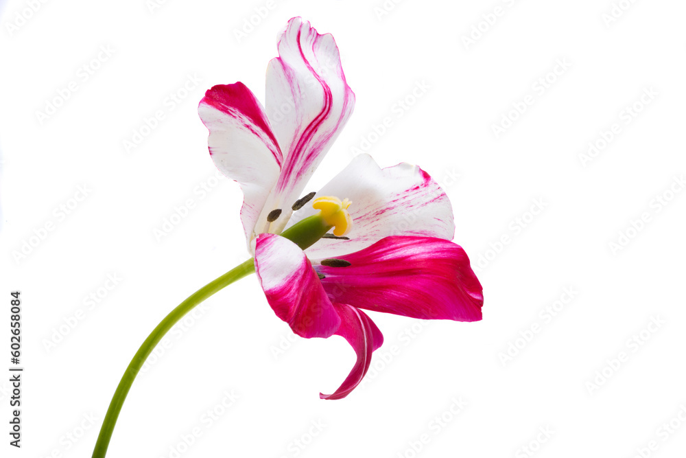 variegated tulips isolated variegated tulips isolated