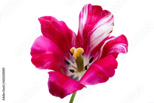 variegated tulips isolated