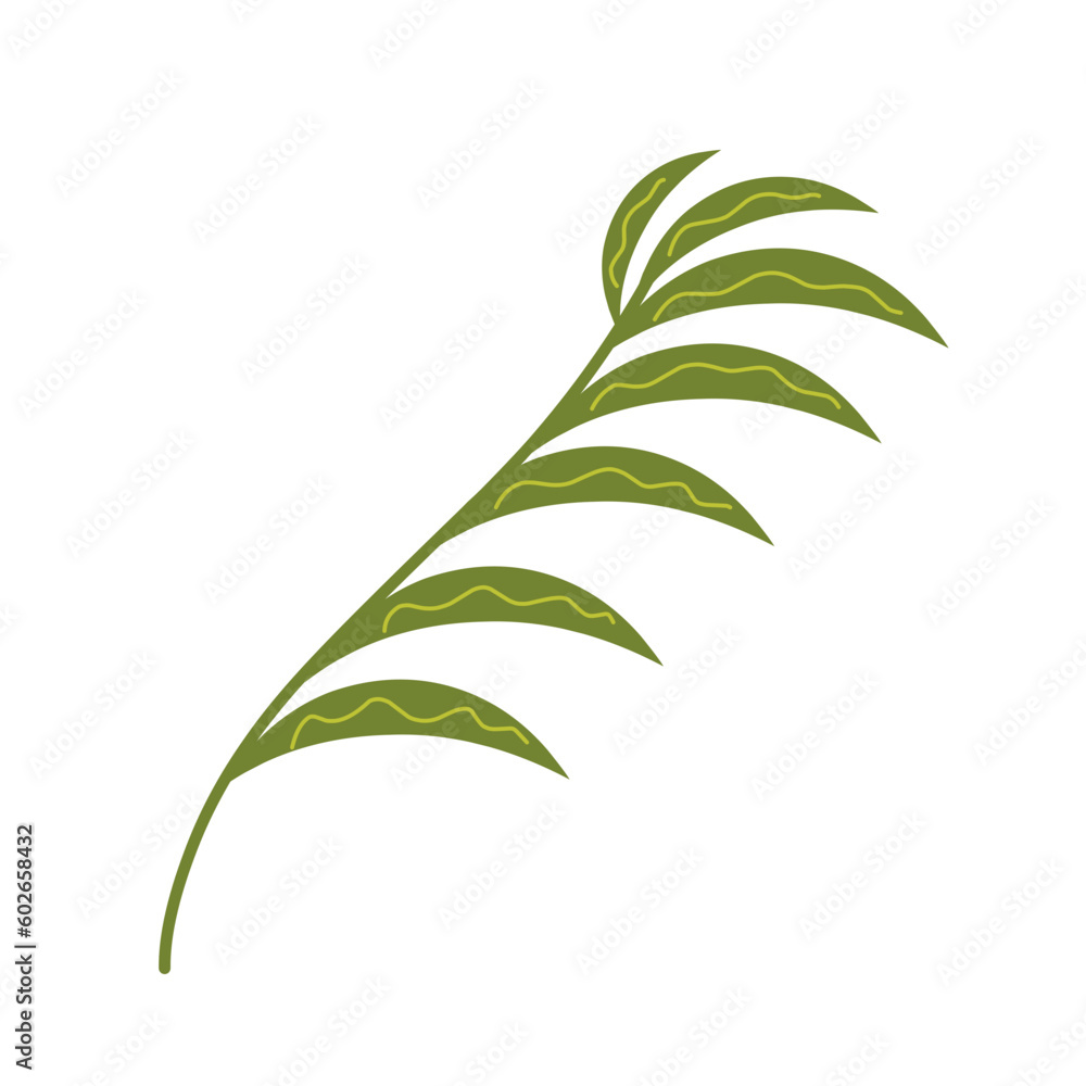 Tropical leaf.summer leaves illustration.botanical plant leaves