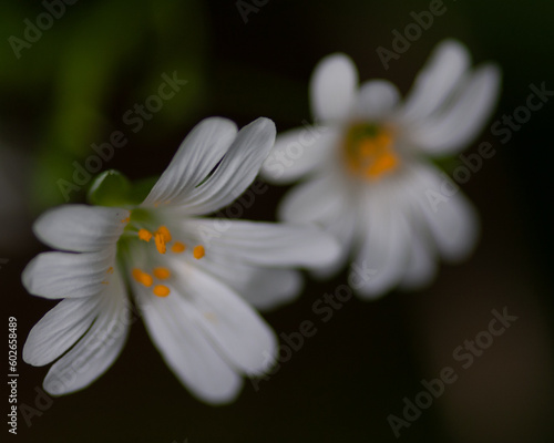 white daisy flower