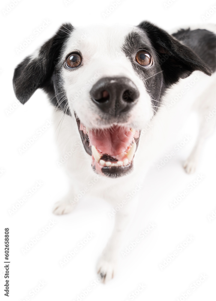 Happy smiling white dog looking the camera. wide angle lens funny white dog face isolated on white. wide open mouth smile Happy smiling white dog looking the camera. wide angle lens funny white dog face isolated on white. wide open mouth smile