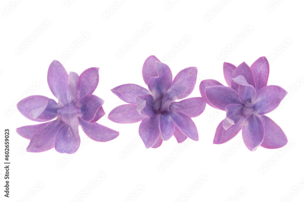 Obraz premium lilac flower isolated