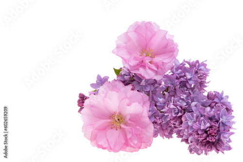 sakura flower with lilac isolated