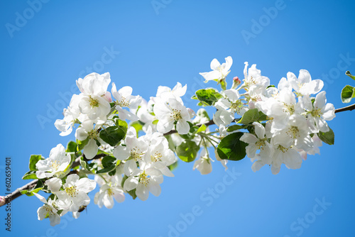blooming apple tree on a sunny spring day