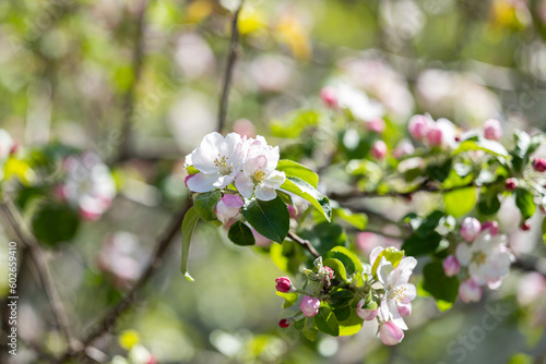 blooming apple tree on a sunny spring day