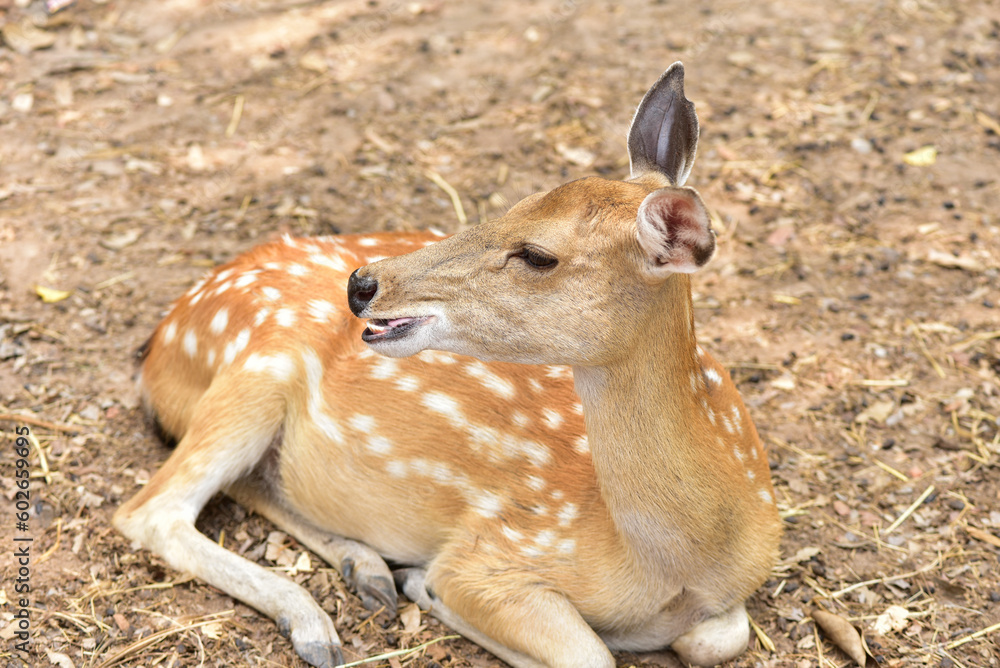 Female sika deer looking into camera cute wildlife concept Brown Deer, Animal, Zoo Female sika deer looking into camera cute wildlife concept Brown Deer, Animal, Zoo