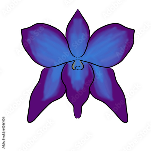 illustration of purple orchid flower or Dendrobium bigibbum var. schoederianum photo
