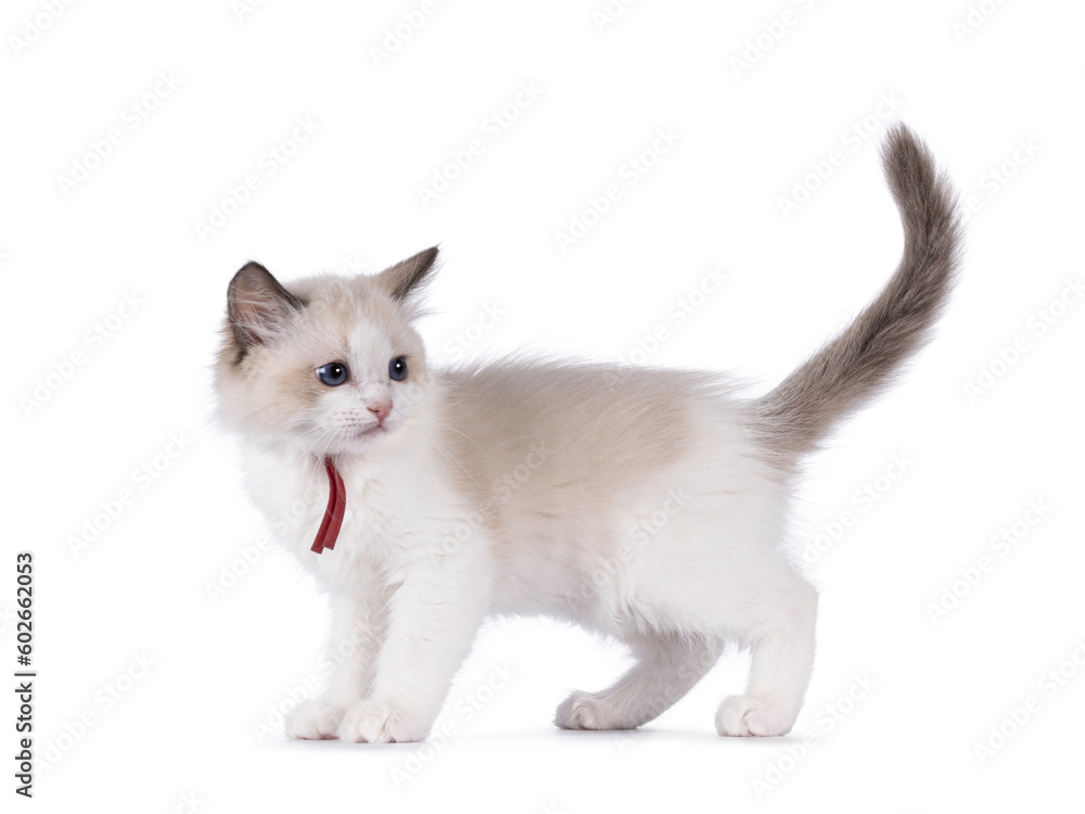 Cute bicolor Ragdoll cat kitten, standing side ways. Looking over shoulder away from camera with blue eyes. Isolated on a white background.