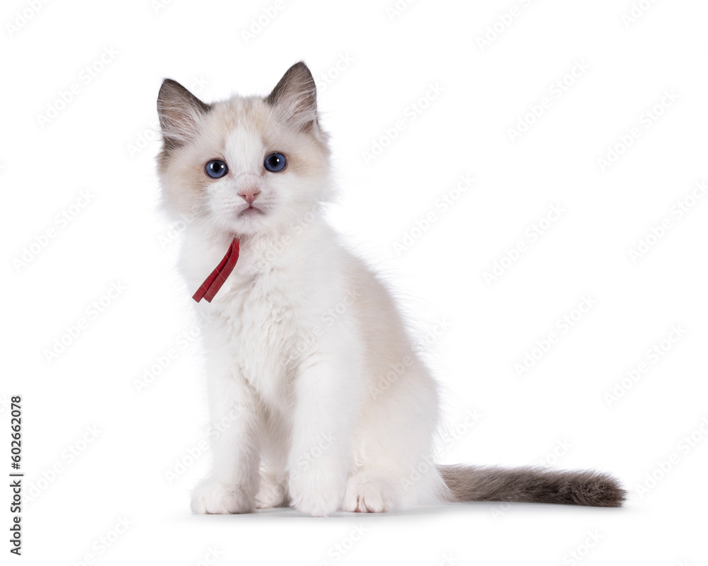 Cute bicolor Ragdoll cat kitten, sitting up facing front. Looking towards camera with blue eyes. Isolated on a white background.