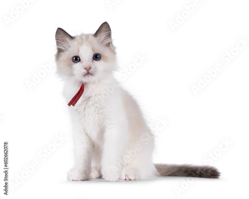 Cute bicolor Ragdoll cat kitten, sitting up facing front. Looking towards camera with blue eyes. Isolated on a white background.