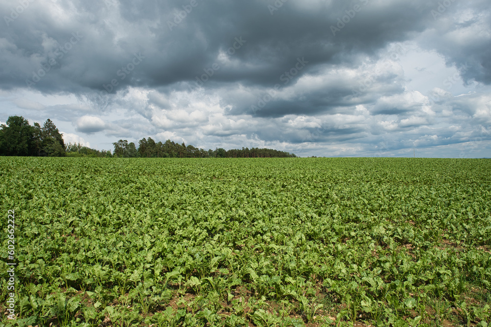 Zuckerrüben Feld im Sommer bewölkter Himmel
Zuckerrüben Feld im Sommer bewölkter Himmel