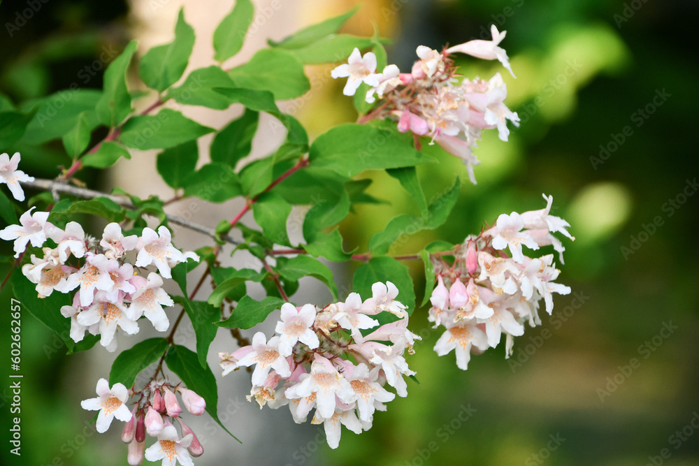 Obraz premium ショウキウツギ Beauty bush