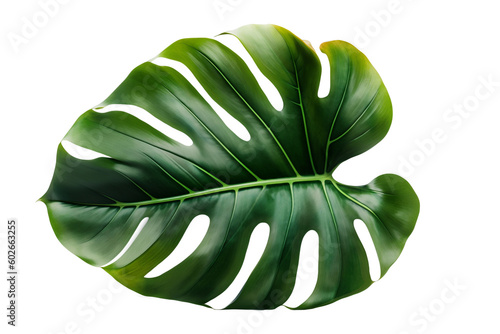 Tropical natural leaf Monstera on isolate background. Summer , flat lay, top view