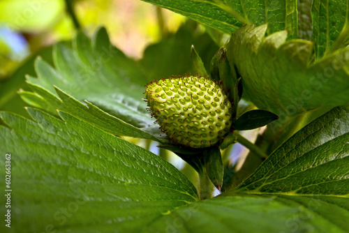 unripe fresh green spring strawberry
