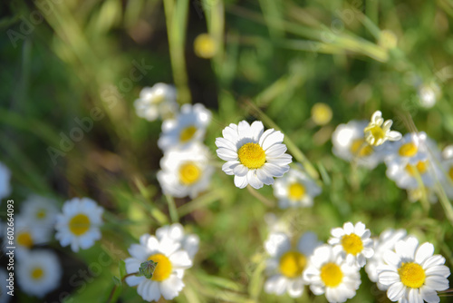 Closed up of Chamomile gardenfield a little yellowish white flowers commonly called German chamomile daisy.One of popular herb. Flower of garden or medicinal chamomile (Matricaria recutita). concept