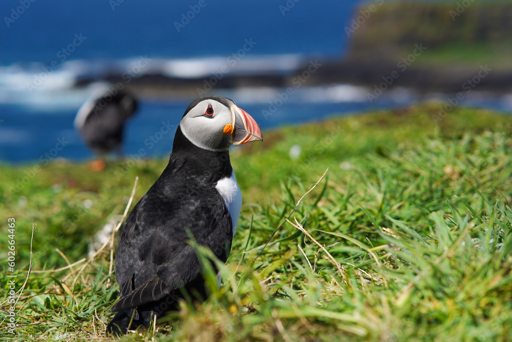 Fototapeta premium Atlantic puffin on the isle of Lunga in Scotland. The puffins breed on Lunga, a small island of the coast of Mull.