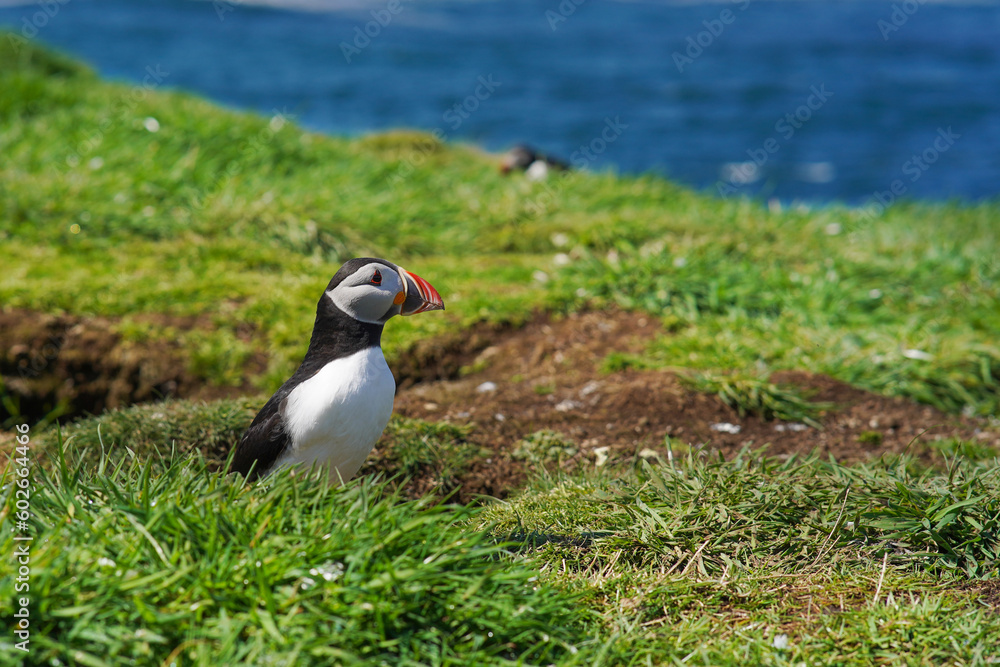 Naklejka premium Atlantic puffin on the isle of Lunga in Scotland. The puffins breed on Lunga, a small island of the coast of Mull.