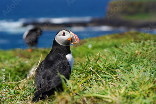 Atlantic puffin on the isle of Lunga in Scotland. The puffins breed on Lunga, a small island of the coast of Mull. © 13threephotography