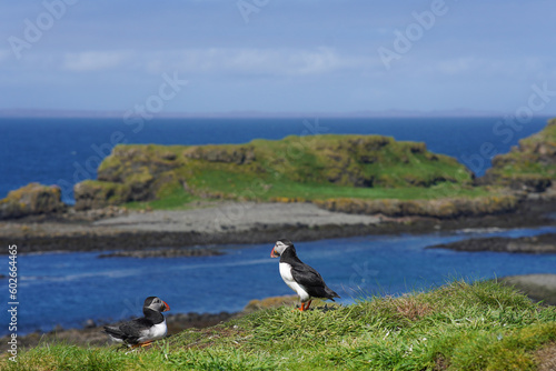 Atlantic puffin on the isle of Lunga in Scotland. The puffins breed on Lunga, a small island of the coast of Mull.