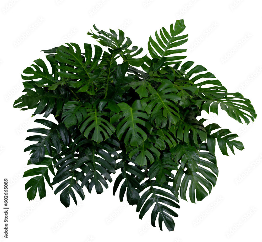 Plant leaves Green nature Tropical forest isolated on transparent background - png	 - obrazy, fototapety, plakaty 