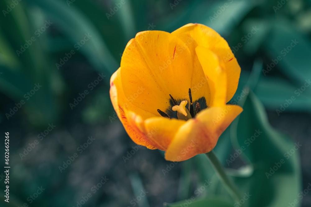 Beautiful yellow Tulip flower grown on the plot on green background of foliage.
