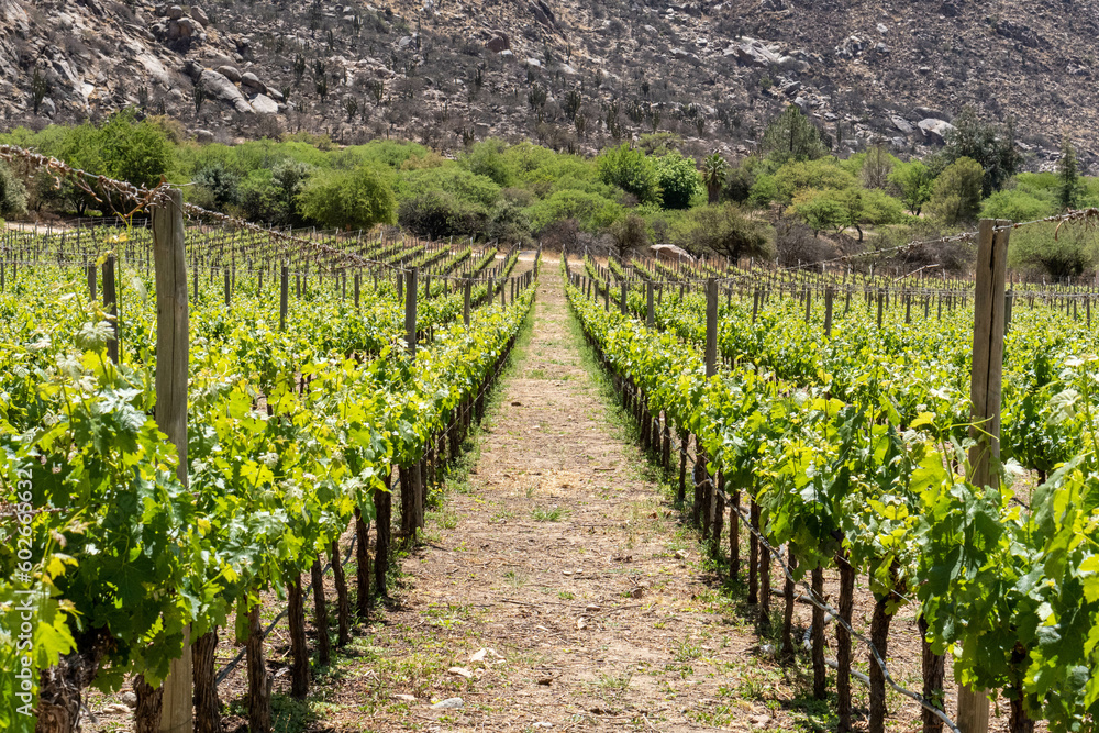 Vineyard plant at the foot of a mountain in the city of Cafayate, Argentina