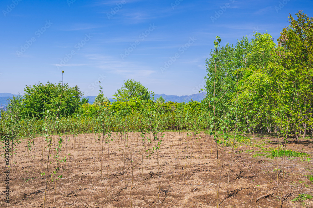 Obraz premium ケヤキの苗木